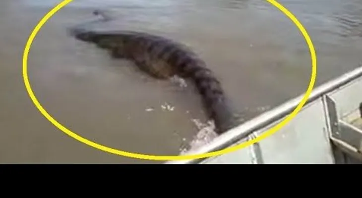 Video: Hallan monstruosa anaconda gigante en Brasil 