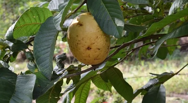 Los beneficios de las hojas de guayaba que cambiarán tu vida 