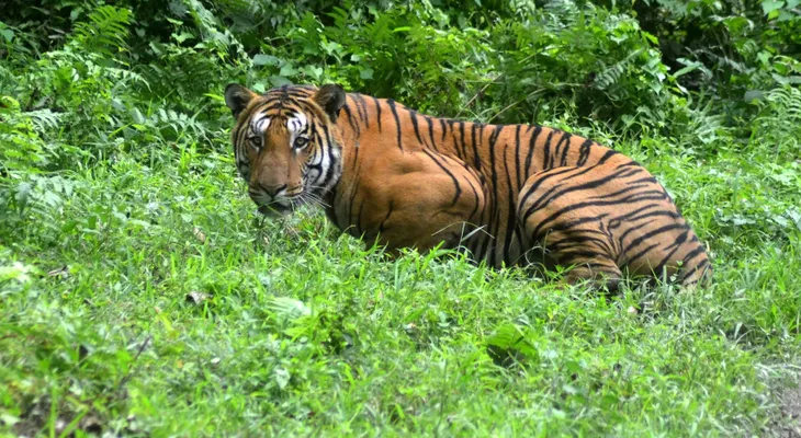 El asombroso primer registro de un "tigre pálido"