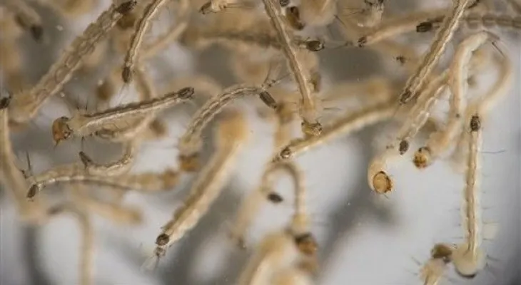 Erradicar al mosquito de zika en Brasil, una meta improbable