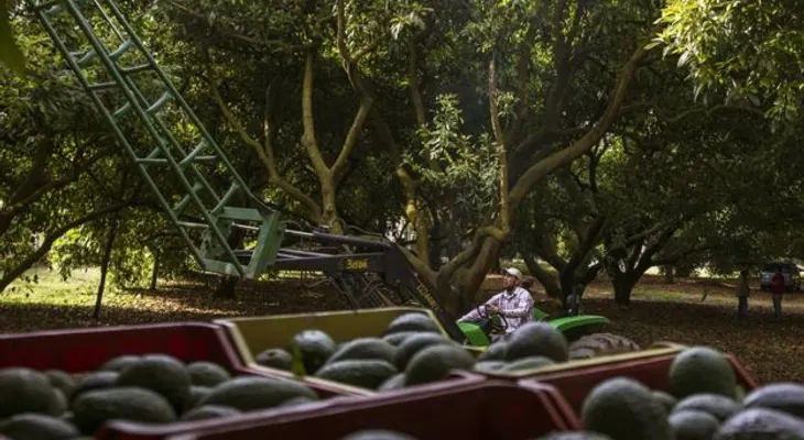 Los daños ocultos que provoca el aguacate, el "oro verde" de México