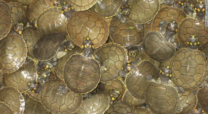 Perú libera miles de tortugas bebé en la selva en un esfuerzo por salvar la especie