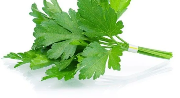 EL Cilantro puede eliminar 80% metales de tu cuerpo en 42 DIAS