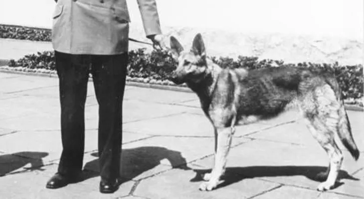 Las mascotas de los dictadores