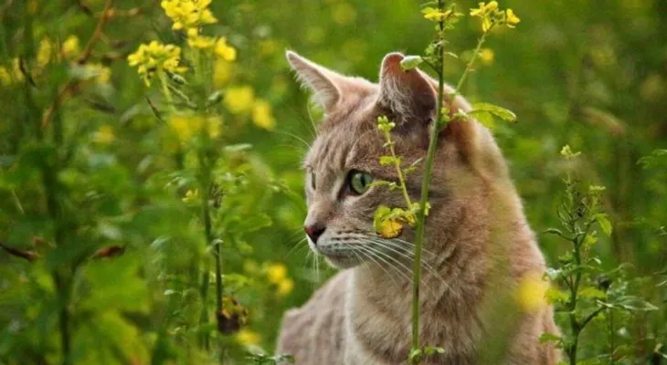 10 enfermedades que te puede transmitir tu mascota