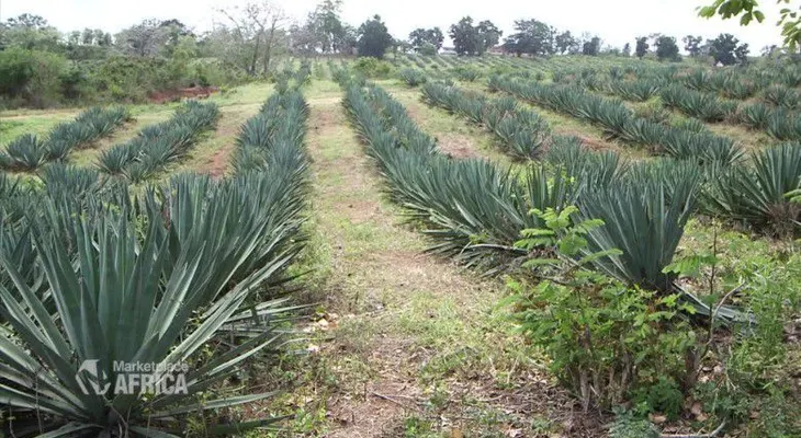 El henequén: la planta más útil de la que quizá nunca has oído hablar