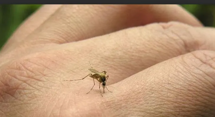 Llaman a neoyorkinos protegerse picaduras mosquitos ante el virus del Nilo Occidental