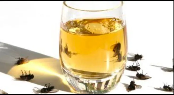 Coloca esto y en 2 horas no habrá 1 sola mosca, cucaracha, ni mosquitos en tu hogar