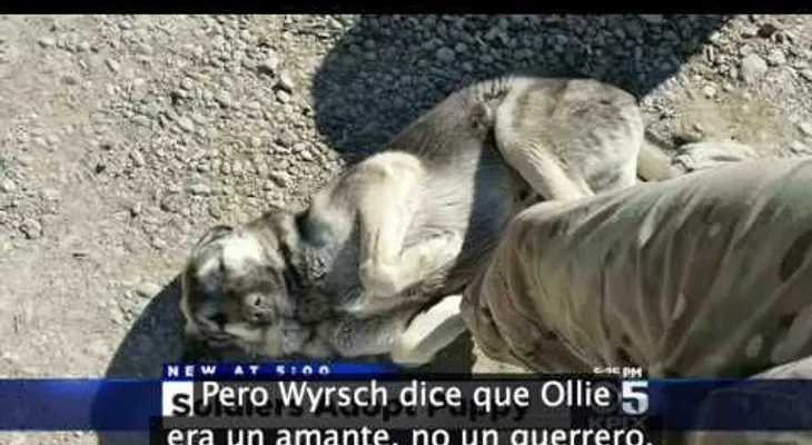 Una historia que saca lágrimas: El soldado y el perro se encuentran 30 días después en otro lado del MUNDO