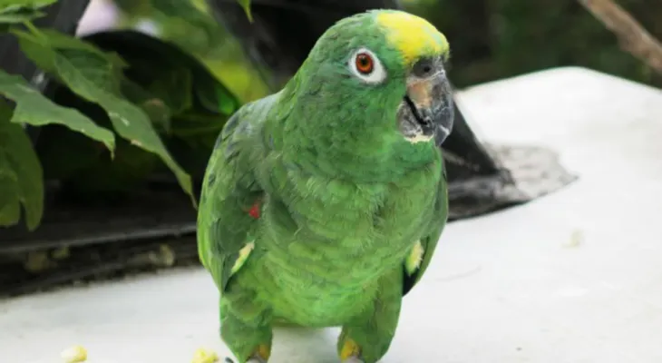 Una mujer pide llevar a un perico a un juicio a dar su testimonio