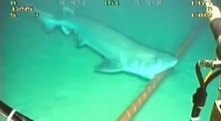 Video: Los tiburones muerden y dañan los cables submarinos de la internet