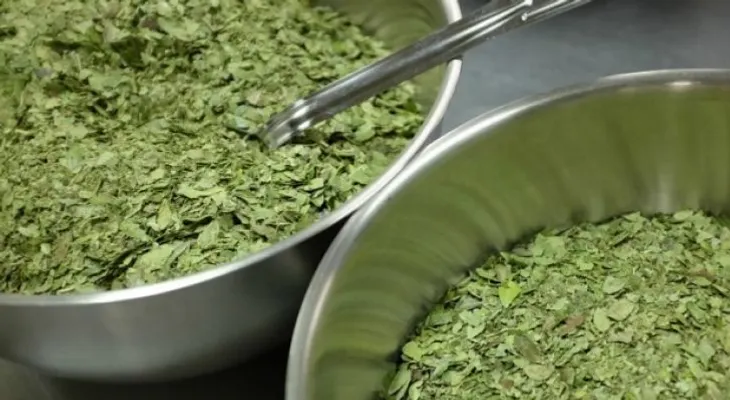 Té de Yaupon: la infusión que quiere destronar al café