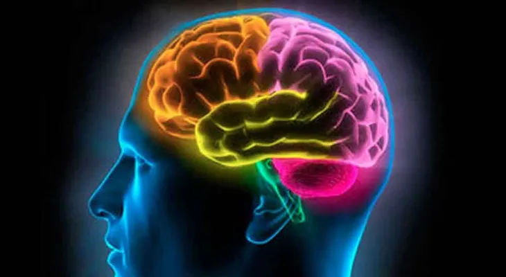 El alimento perfecto para tu cerebro
