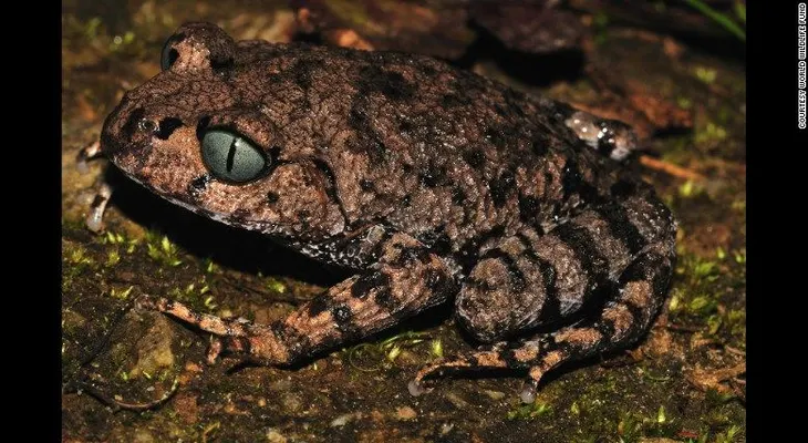 Desde el pez 'Drácula' hasta monos de nariz chata: nuevas especies encontradas en los Himalayas
