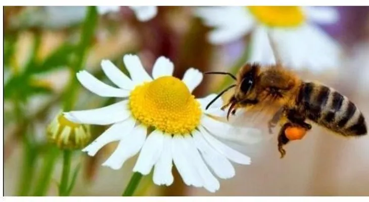 Declaran a las abejas como la especie más valiosa del MUNDO: Investigación y seguimiento a la salud