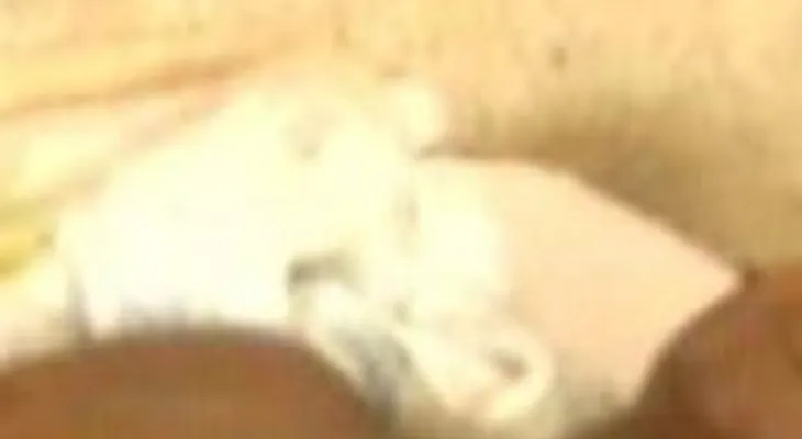 Padres la caen a puñaladas a un hombre porque se casó con su hja menor (Video)