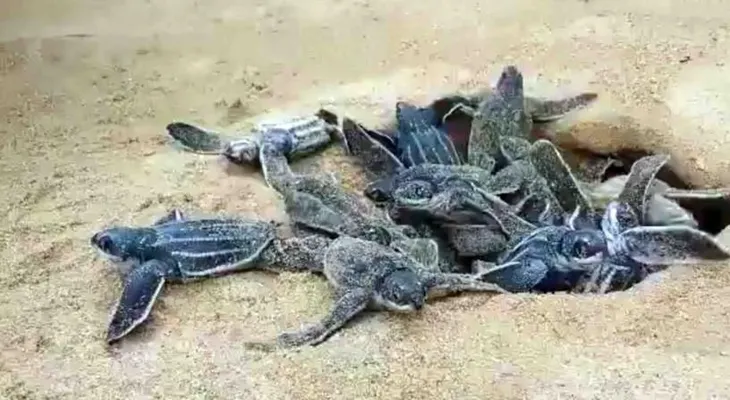 Medio Ambiente aplica proyecto reproducción tortugas tinglar en provincia La Altagracia