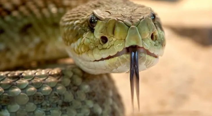 Descubrió una serpiente en su mochila de viaje
