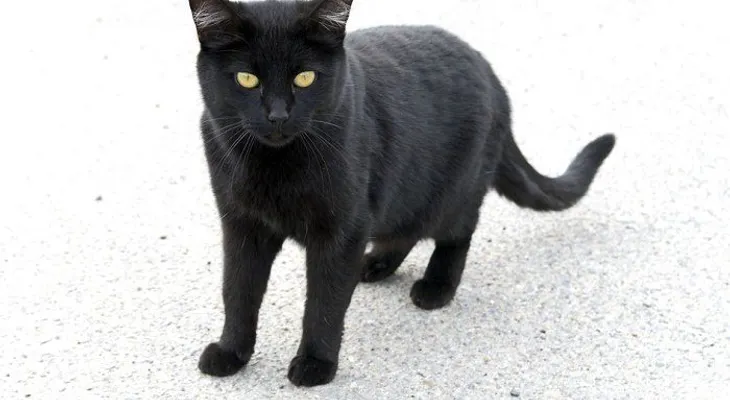 Superstición, porqué creemos lo increíble