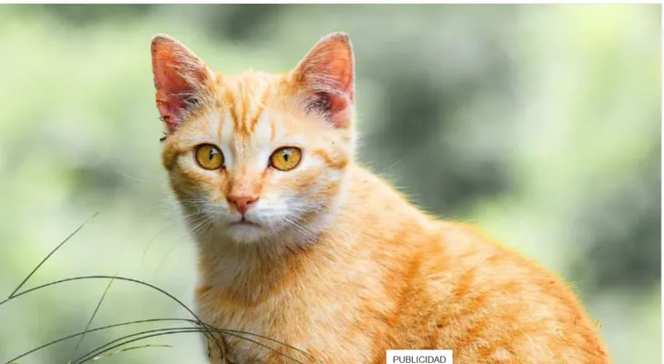 Veterinario explica por qué los gatos naranjas suelen ser más sociables