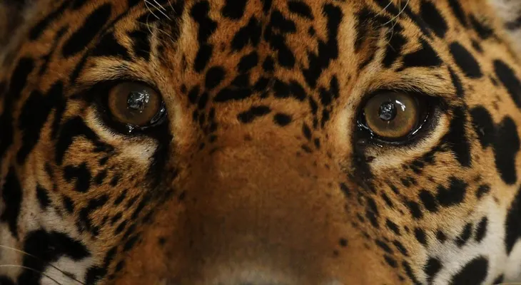 Operan a Greco, el último jaguar macho de El Salvador