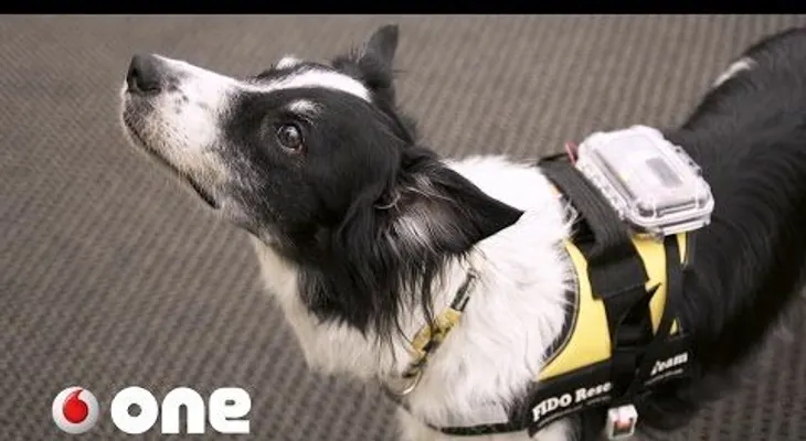 Este dispositivo permite una comunicación directa entre perros y humanos  (VIDEO)           