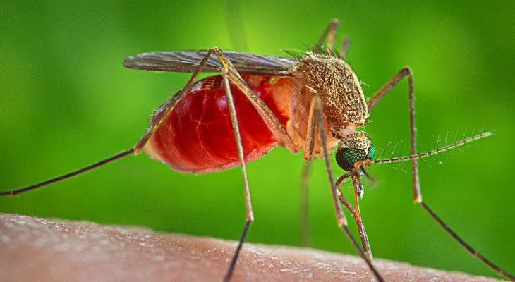Modifican genéticamente a mosquitos para luchar contra la malaria