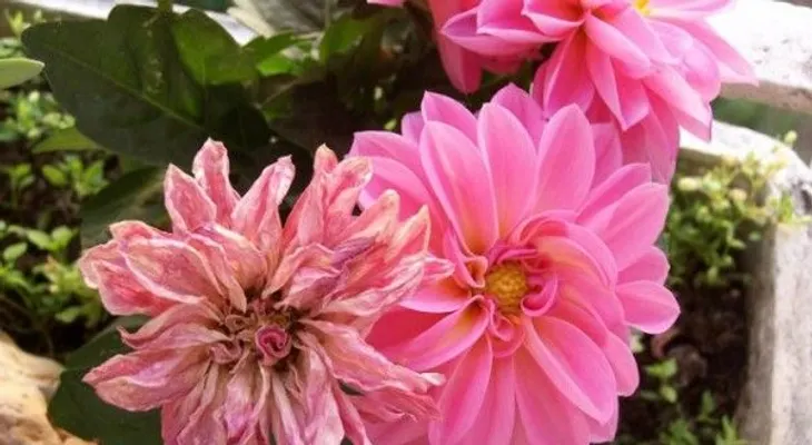 Los inesperados beneficios de tener flores en tu hogar