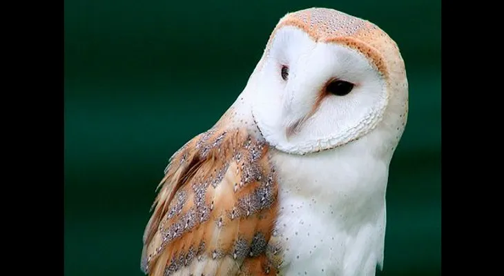 Diez animales que pueden "predecir" la muerte