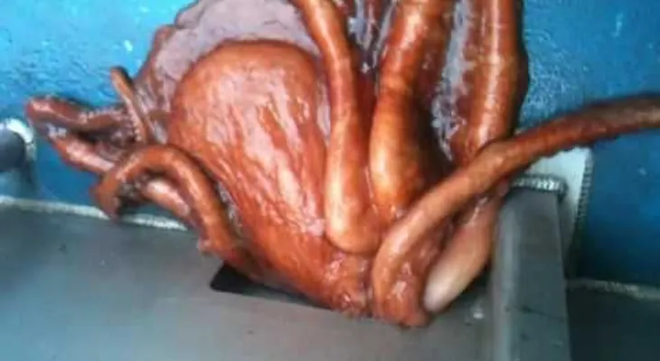 Increíble momento en que un gigante pulpo escapa por un diminuto agujero