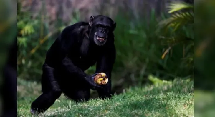 Capacidad retentiva de los chimpancés es "superior" a la humana