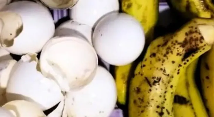Cáscara de huevo y de banana para jardines y cultivos