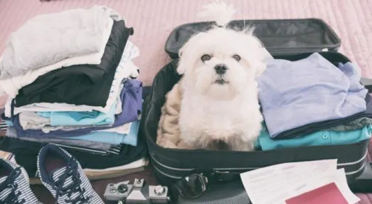 Como viajar con mascotas y no tener contratiempos