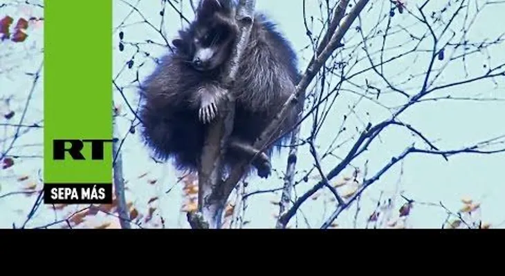 ¡Humanos, déjenme en paz! Este mapache prefiere caer para que no le toquen los rescatadores
