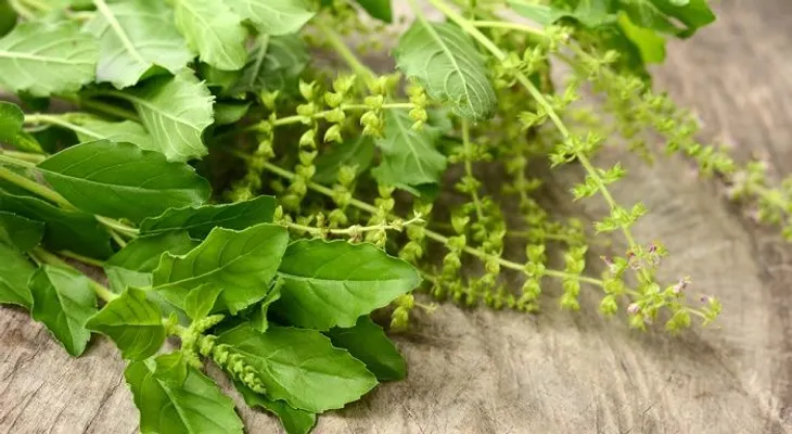 5 razones para tomar té de albahaca santa todos los días