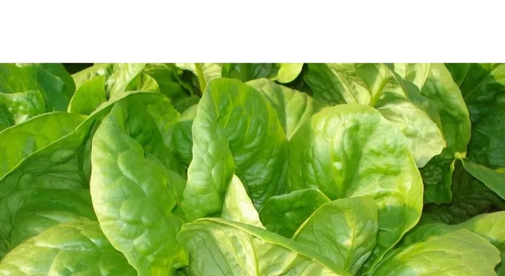 Advierten no comer lechuga romana que venden en cientos de negocios criollos en NY 