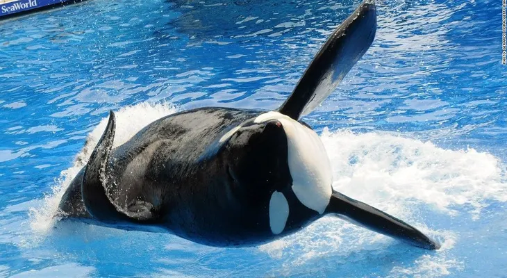 Lo que Tilikum me enseñó