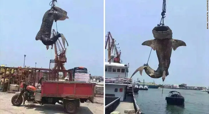 Arrestan a pescadores por matar a un tiburón ballena en China