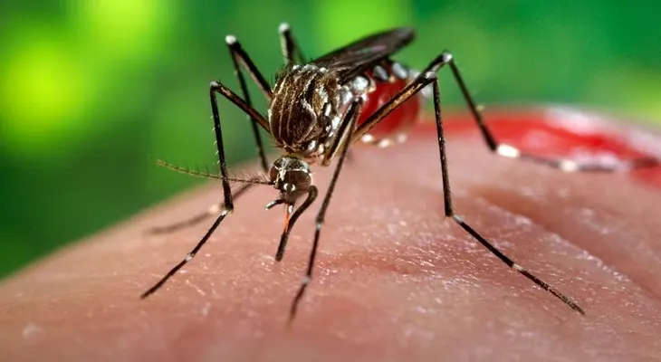 Se registran 1.714 nuevos casos de zika en Puerto Rico