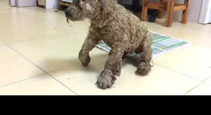 La increíble transformación de un cachorro que fue cubierto con pegamento