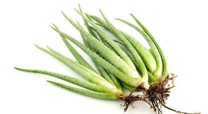 Cómo hacer crecer aloe vera en casa