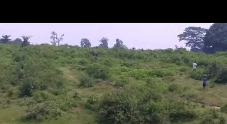 Un elefante mata a un hombre que quiso hacerse un ?selfie? con él