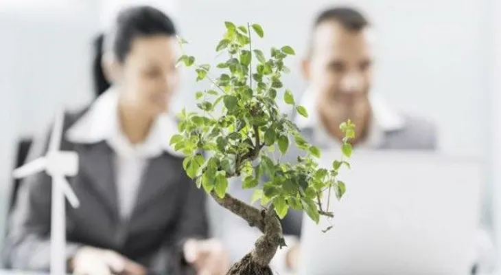 Tener plantas en la oficina mejora la productividad de los trabajadores