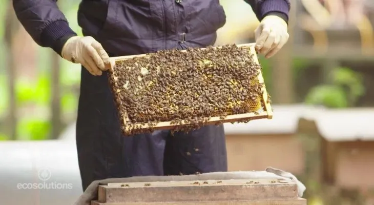 ¿Te imaginas un mundo sin aguacates o sin vino? Podría suceder si se acaban las abejas
