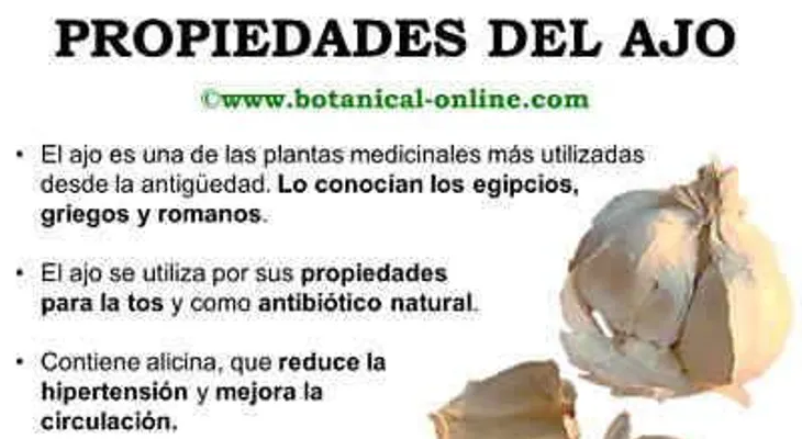 Propiedades terapeúticas del ajo