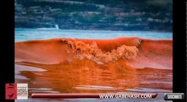Una playa se convierte en sangre en Australia