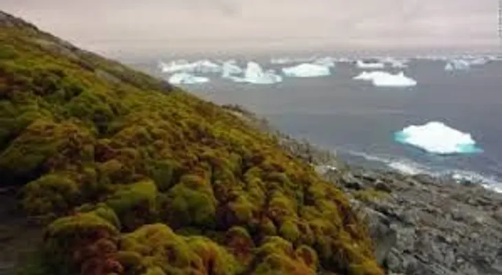 El turismo está aumentando en la Antártida, así como las temperaturas: ¿es hora de suspender las visitas?
