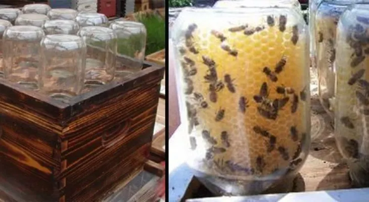 Hombre inventa una colmena casera para salvar a las abejas y se vuelve viral