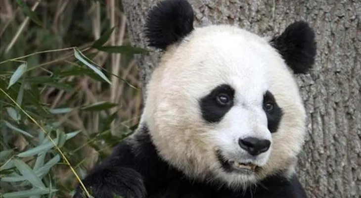 Panda pudo haber fingido su embarazo para que le dieran más comida
