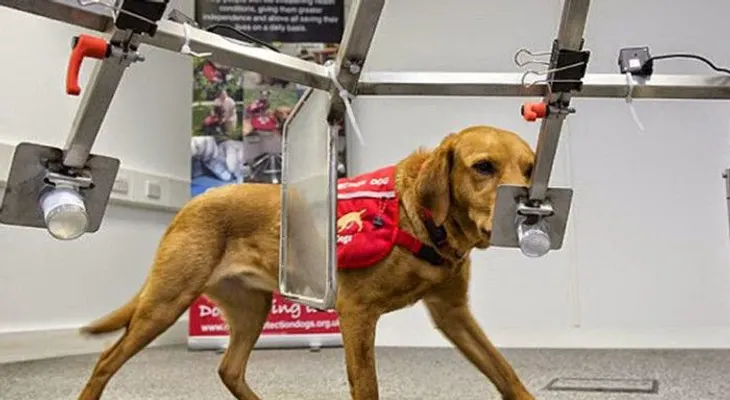 Comprobado: perros pueden detectar el cáncer 